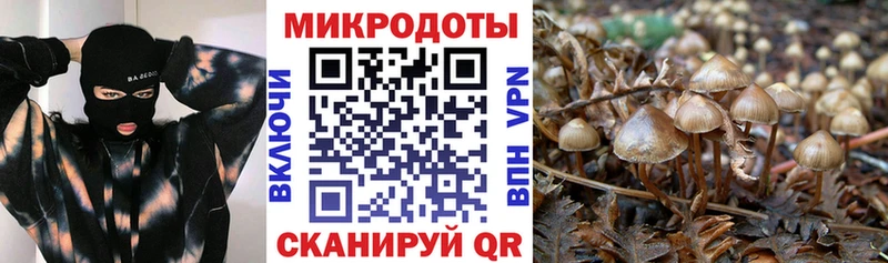 Псилоцибиновые грибы Psilocybe  Купить  Баймак 